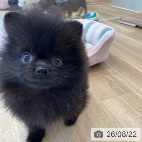 ポメラニアンの写真