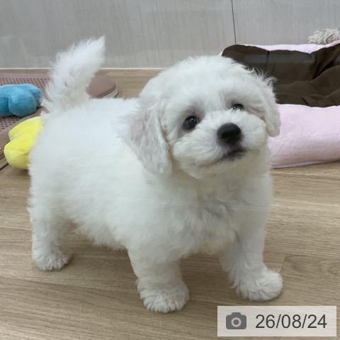 愛知県のビションフリーゼ (ペットプラス みなと店/2026年6月19日生まれ/男の子/ホワイト)の子犬の4枚目の画像
