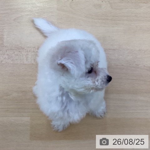 愛知県のビションフリーゼ (ペットプラス 三好店/2026年6月19日生まれ/女の子/ホワイト)の子犬の4枚目の画像