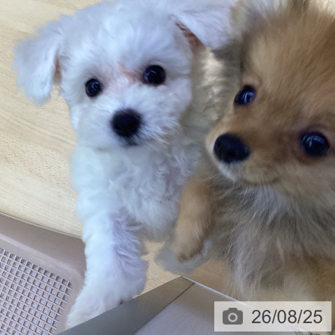 愛知県のビションフリーゼ (ペットプラス 三好店/2026年6月19日生まれ/女の子/ホワイト)の子犬の3枚目の画像