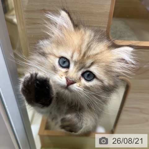 京都府のスコティッシュフォールド (ペットプラス 京都桂川店/2026年6月19日生まれ/男の子/ブラウンタビー)の子猫の4枚目の画像