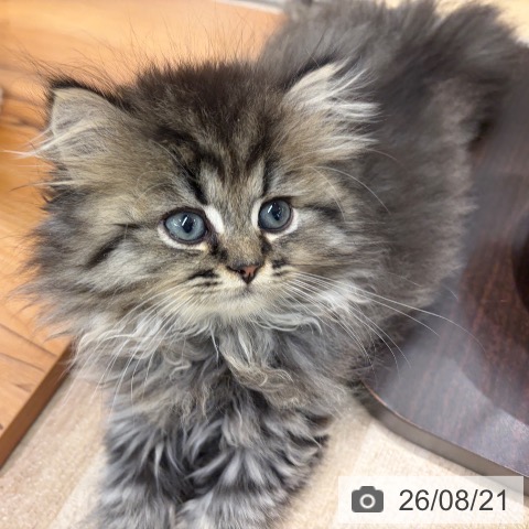 大阪府のスコティッシュフォールド (ペットプラス イオン大日店/2026年6月19日生まれ/男の子/ブラウンタビー)の子猫の4枚目の画像