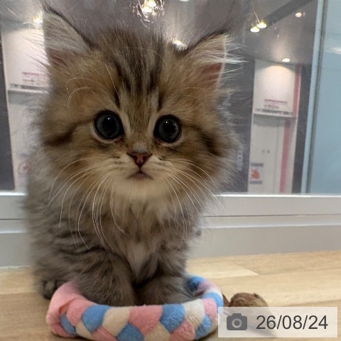 京都府のスコティッシュフォールド (ペットプラス イオンモールKYOTO店/2026年6月19日生まれ/男の子/ブラウンタビー)の子猫の4枚目の画像