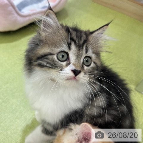 ラガマフィンの写真