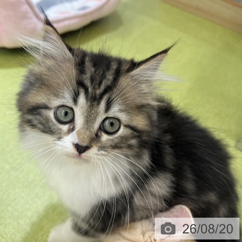 ラガマフィンの写真