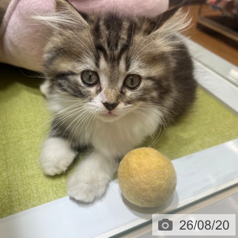 ラガマフィンの写真