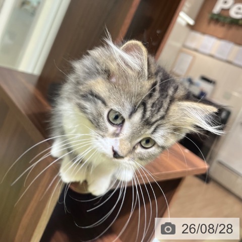 京都府のラガマフィン (ペットプラス 京都桂川店/2026年6月7日生まれ/女の子/ブラウンタビーホワイト)の子猫の4枚目の画像