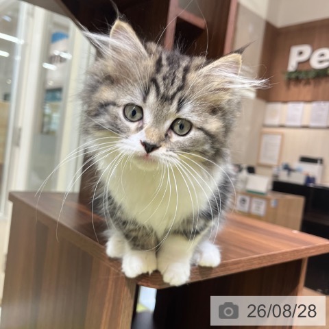 京都府のラガマフィン (ペットプラス 京都桂川店/2026年6月7日生まれ/女の子/ブラウンタビーホワイト)の子猫の3枚目の画像
