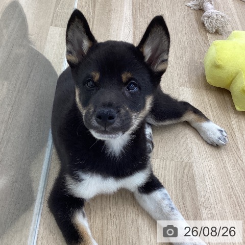 愛知県の柴犬(標準サイズ) (ペットプラス 千音寺店/2026年6月19日生まれ/男の子/黒)の子犬の4枚目の画像