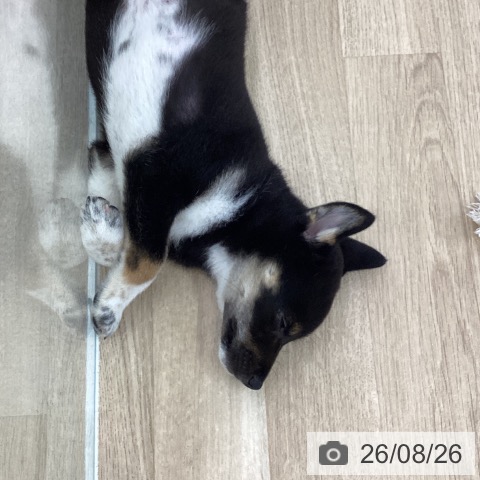 愛知県の柴犬(標準サイズ) (ペットプラス 千音寺店/2026年6月19日生まれ/男の子/黒)の子犬の3枚目の画像
