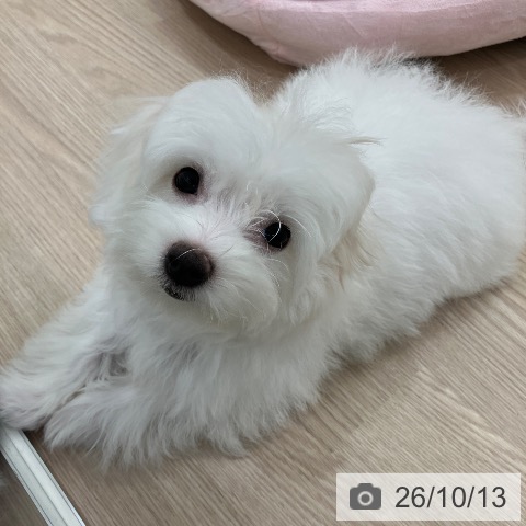 マルチーズの写真