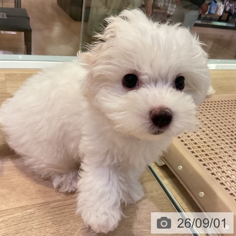 愛知県のマルチーズ (ペットプラス 豊田店/2026年6月21日生まれ/女の子/ホワイト)の子犬の4枚目の画像