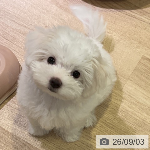 愛知県のマルチーズ (ペットプラス 豊田店/2026年6月21日生まれ/女の子/ホワイト)の子犬の3枚目の画像