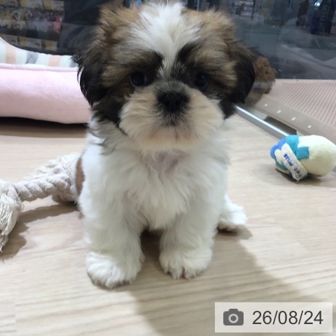 富山県のシーズー (ペットプラス 高岡店/2026年6月19日生まれ/男の子/ゴールドホワイト)の子犬の3枚目の画像