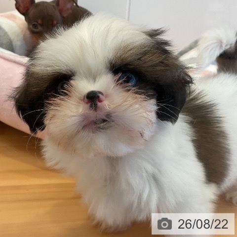 三重県のシーズー (ペットプラス 東員店/2026年6月18日生まれ/男の子/ホワイトゴールド)の子犬の4枚目の画像