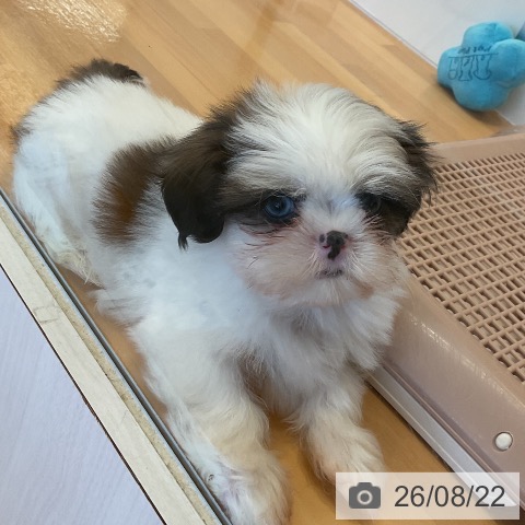 三重県のシーズー (ペットプラス 東員店/2026年6月18日生まれ/男の子/ホワイトゴールド)の子犬の3枚目の画像