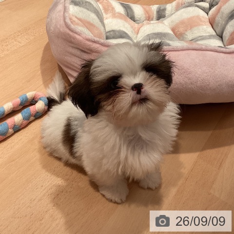 三重県のシーズー (ペットプラス 東員店/2026年6月18日生まれ/男の子/ホワイトゴールド)の子犬の4枚目の画像
