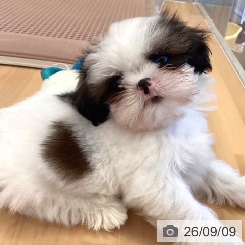 三重県のシーズー (ペットプラス 東員店/2026年6月18日生まれ/男の子/ホワイトゴールド)の子犬の3枚目の画像