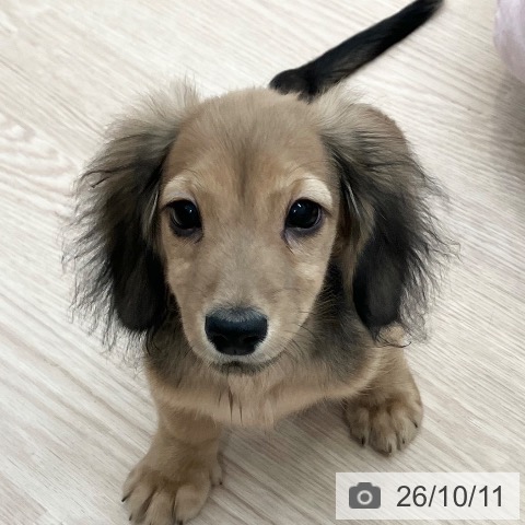 ミニチュア・ダックスフンドの写真