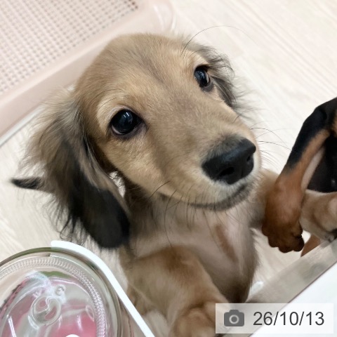 ミニチュア・ダックスフンドの写真