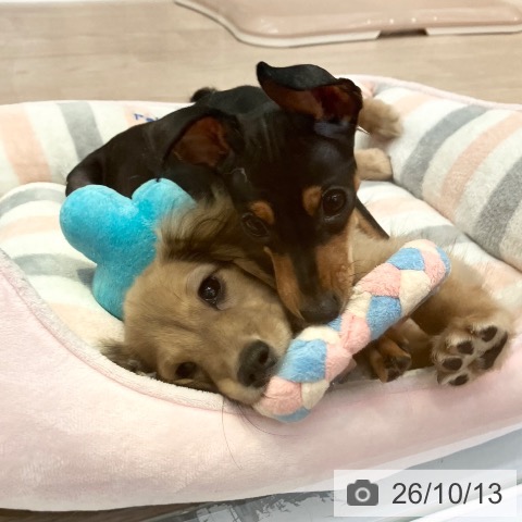 ミニチュア・ダックスフンドの写真