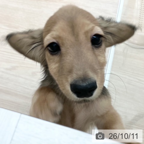 ミニチュア・ダックスフンドの写真