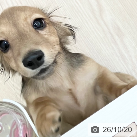 富山県のミニチュアダックスフンド(ロング) (ペットプラス となみ店/2026年6月22日生まれ/男の子/シェーデットイエロー)の子犬の4枚目の画像