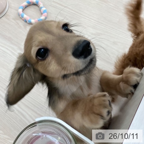 ミニチュア・ダックスフンドの写真