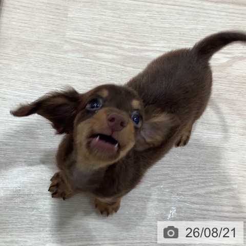 ミニチュア・ダックスフンドの写真
