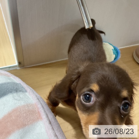 ミニチュア・ダックスフンドの写真