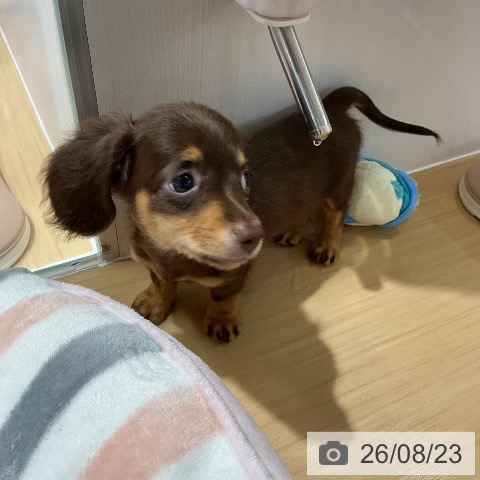 ミニチュア・ダックスフンドの写真