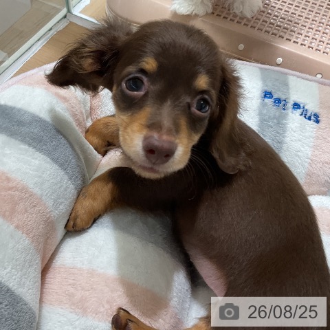 ミニチュア・ダックスフンドの写真