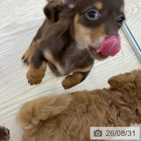 ミニチュア・ダックスフンドの写真