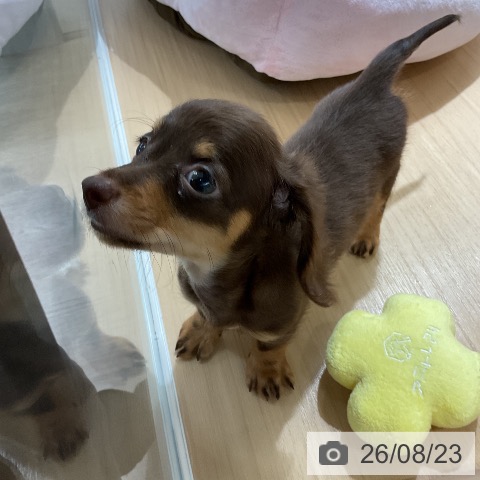 ミニチュア・ダックスフンドの写真