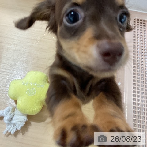ミニチュア・ダックスフンドの写真