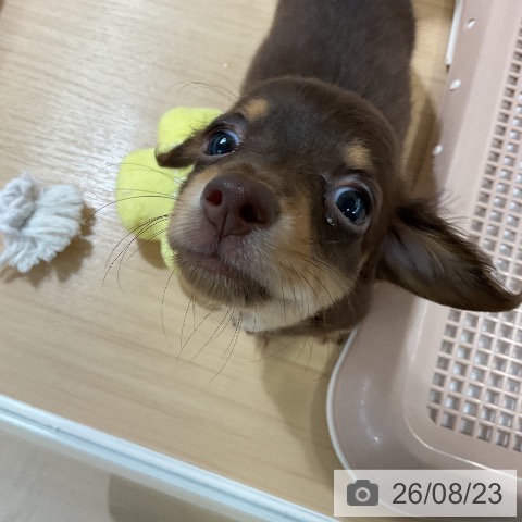 ミニチュア・ダックスフンドの写真