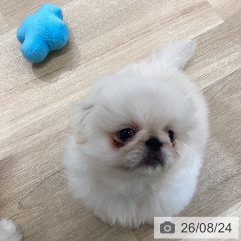 愛知県のペキニーズ (ペットプラス mozoワンダーシティ店/2026年6月22日生まれ/男の子/クリーム)の子犬の4枚目の画像