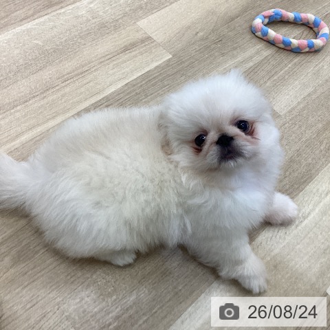 愛知県のペキニーズ (ペットプラス mozoワンダーシティ店/2026年6月22日生まれ/男の子/クリーム)の子犬の3枚目の画像