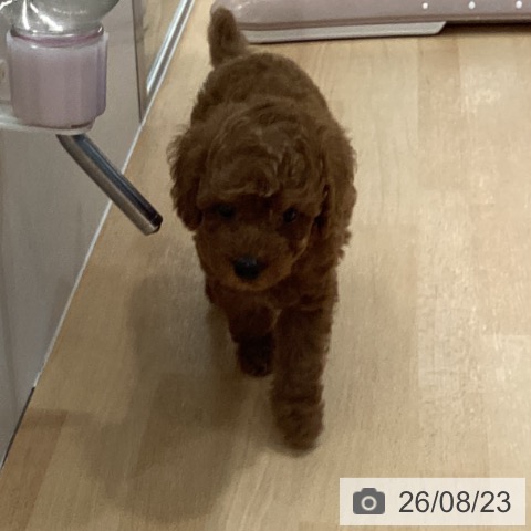 石川県のトイプードル(トイ) (ペットプラス 新小松店/2026年6月20日生まれ/男の子/レッド)の子犬の4枚目の画像