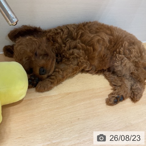石川県のトイプードル(トイ) (ペットプラス 新小松店/2026年6月20日生まれ/男の子/レッド)の子犬の3枚目の画像