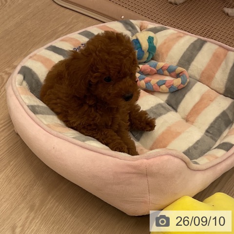 三重県のトイプードル(トイ) (ペットプラス 四日市泊店/2026年6月20日生まれ/男の子/レッド)の子犬の4枚目の画像