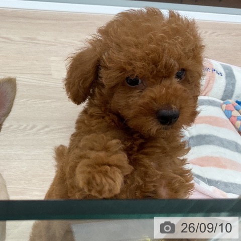 三重県のトイプードル(トイ) (ペットプラス 四日市泊店/2026年6月20日生まれ/男の子/レッド)の子犬の3枚目の画像