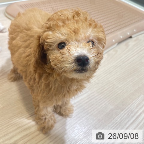 富山県のトイプードル(トイ) (ペットプラス 高岡店/2026年6月20日生まれ/男の子/アプリコット)の子犬の4枚目の画像