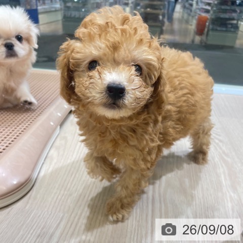 富山県のトイプードル(トイ) (ペットプラス 高岡店/2026年6月20日生まれ/男の子/アプリコット)の子犬の3枚目の画像