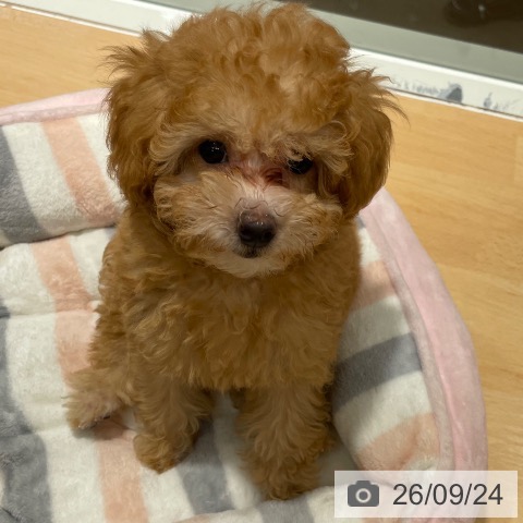 石川県のトイプードル(トイ) (ペットプラス 新小松店/2026年6月20日生まれ/男の子/アプリコット)の子犬の4枚目の画像