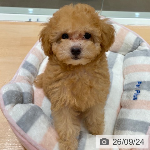 石川県のトイプードル(トイ) (ペットプラス 新小松店/2026年6月20日生まれ/男の子/アプリコット)の子犬の3枚目の画像