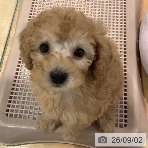 愛知県のトイプードル(トイ) (ペットプラス 名古屋茶屋店/2026年6月20日生まれ/女の子/アプリコット)の子犬の4枚目の画像