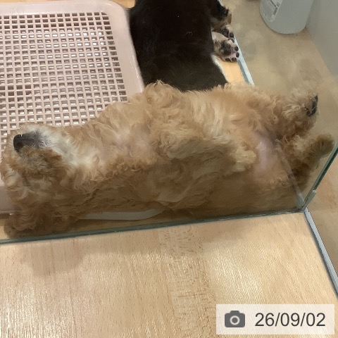 愛知県のトイプードル(トイ) (ペットプラス 名古屋茶屋店/2026年6月20日生まれ/女の子/アプリコット)の子犬の3枚目の画像