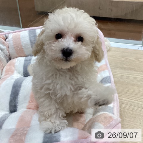 愛知県のトイプードル(トイ) (ペットプラス イオンモール長久手店/2026年6月20日生まれ/男の子/ホワイト)の子犬の4枚目の画像