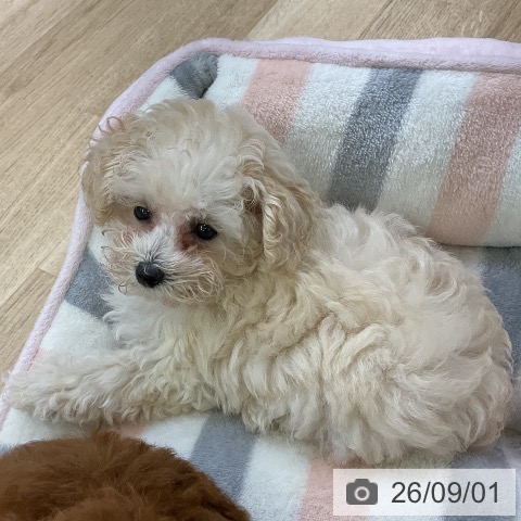 愛知県のトイプードル(トイ) (ペットプラス 東浦店/2026年6月20日生まれ/女の子/ホワイト)の子犬の4枚目の画像